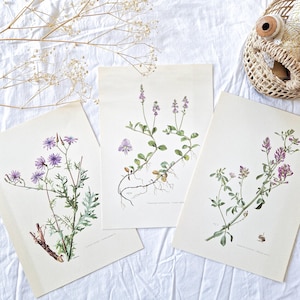 Set di 3 tavole botaniche illustrate d'epoca del 1950, Vecchio poster floreale, Poster originale con illustrazione floreale *VIOLA CHIARO*