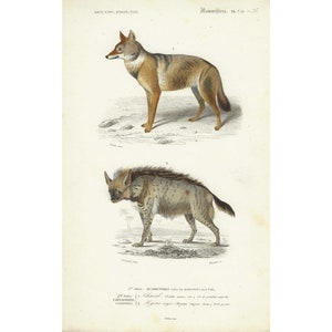 May include: A vintage illustration of a jackal and a hyena. The jackal is standing on its hind legs and looking to the left. The hyena is standing on all fours and looking to the left. The illustration is in black and white and has a light brown background.