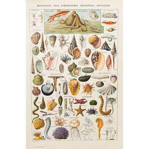 1920 CONCHIGLIE MARE OCEANO | Vecchio poster vintage | Tavola illustrativa dei molluschi | Antico poster francese originale | Decorazione murale