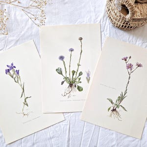 Placas botânicas vintage de 1950, placas de flores, pôsteres florais antigos, ilustrações de flores antigas, violeta, genciana