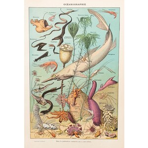 1920 OCEANO | Vecchio poster vintage | Tavola con illustrazione delle farfalle | Antico poster francese originale | Decorazione della parete del soggiorno | Regalo