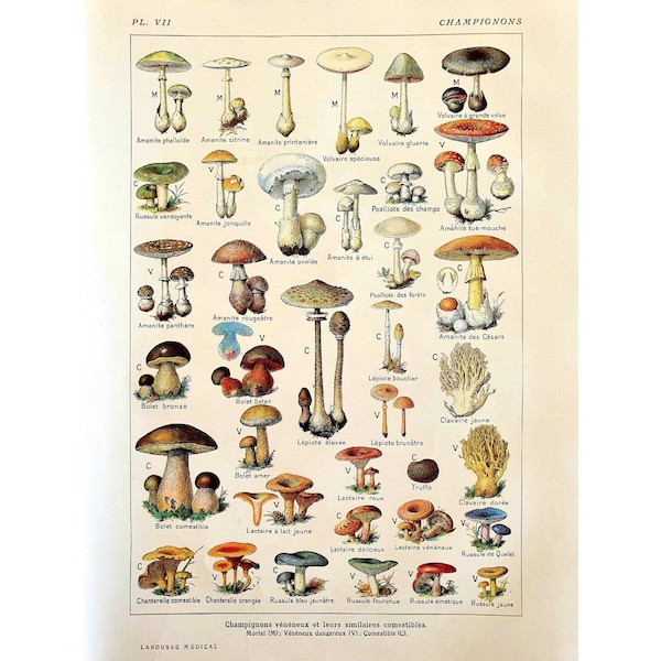 1912 Old vintage botanical poster, Flower illustration, Antique plate, Original medicine poster France, *Mushrooms*