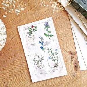 1862 Vintage botanical print, Old flower illustration, Flower engraving, Small vintage flower poster, Original plant poster