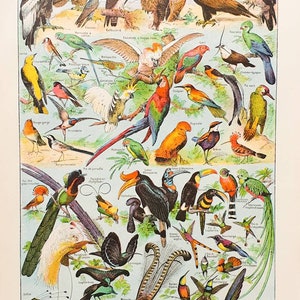 1920 UCCELLI 1 | Vecchio poster vintage | Tavola con illustrazione di uccelli | Antico poster francese originale | Decorazione della parete del soggiorno | Regalo