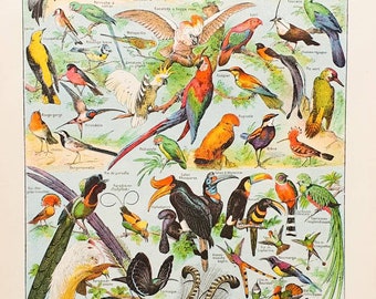 1920 OISEAUX 1 | Affiche vintage ancienne | Planche illustration oiseaux | Antique original poster français | Décor mural salon | Cadeau