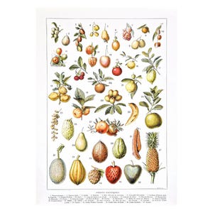 1920 Fruits antique print, Fruits old poster, Vintage poster for the kitchen, Botanical print, Vintage botanicals