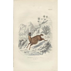 Litografia antica di lama del 1854, illustrazione antica di lama, poster vintage di alpaca, incisione autentica di animali, decorazione murale antica