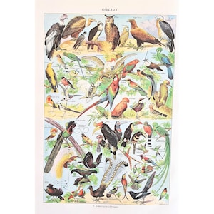 1949 BIRDS 1 Poster vintage illustrato, vecchio poster originale, poster illustrativo, pagina del dizionario, immagini di uccelli
