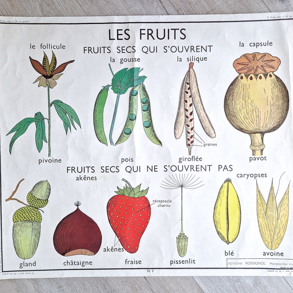 1960 Affiche vintage scolaire ancienne botanique, Illustration fleurs, Poster original école France, Rossignol, Fruits, Graines