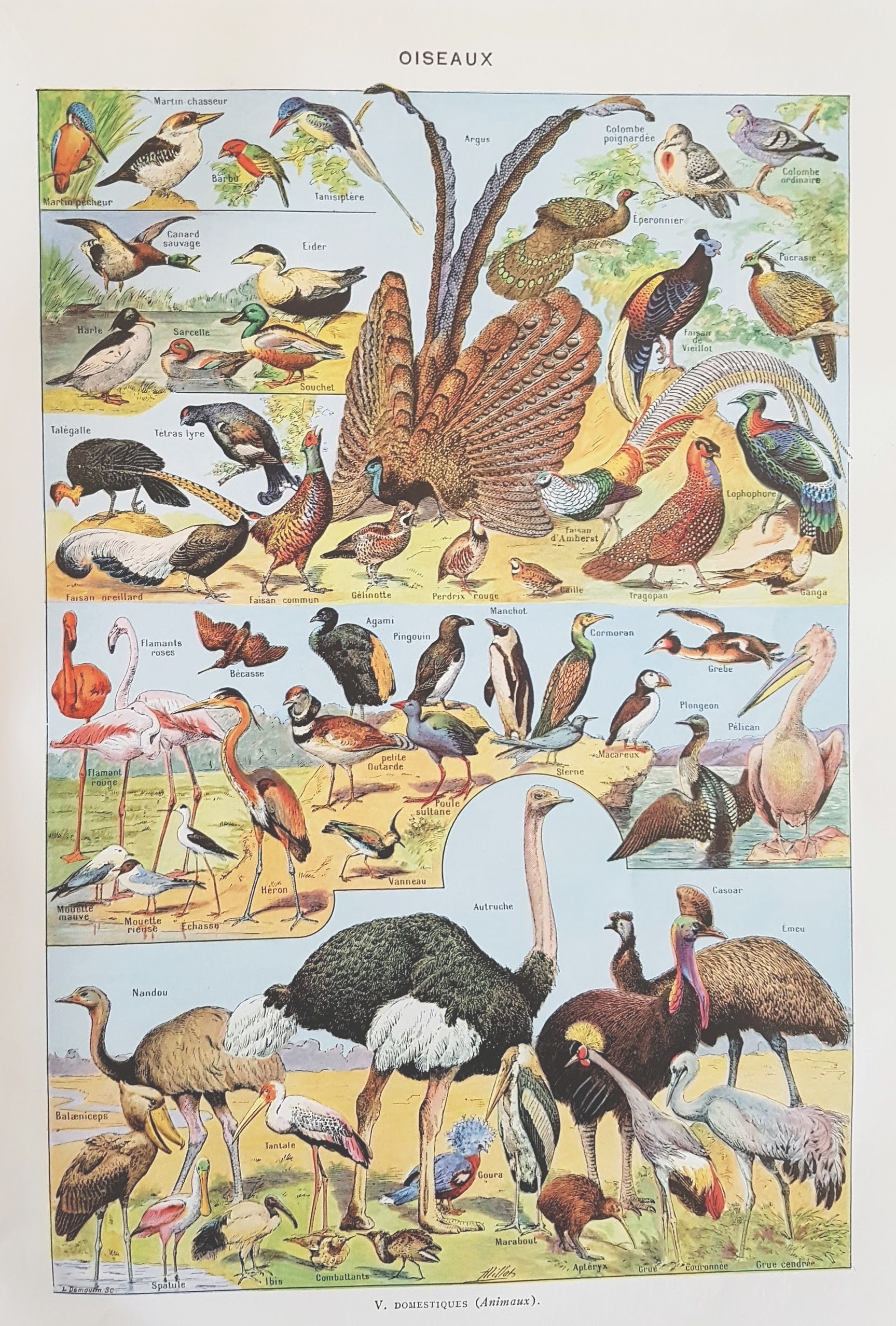 1930 Oiseaux 2 Affiche Vintage Originale Ancienne Antique Authentic Print Planche Illustrée Années 3