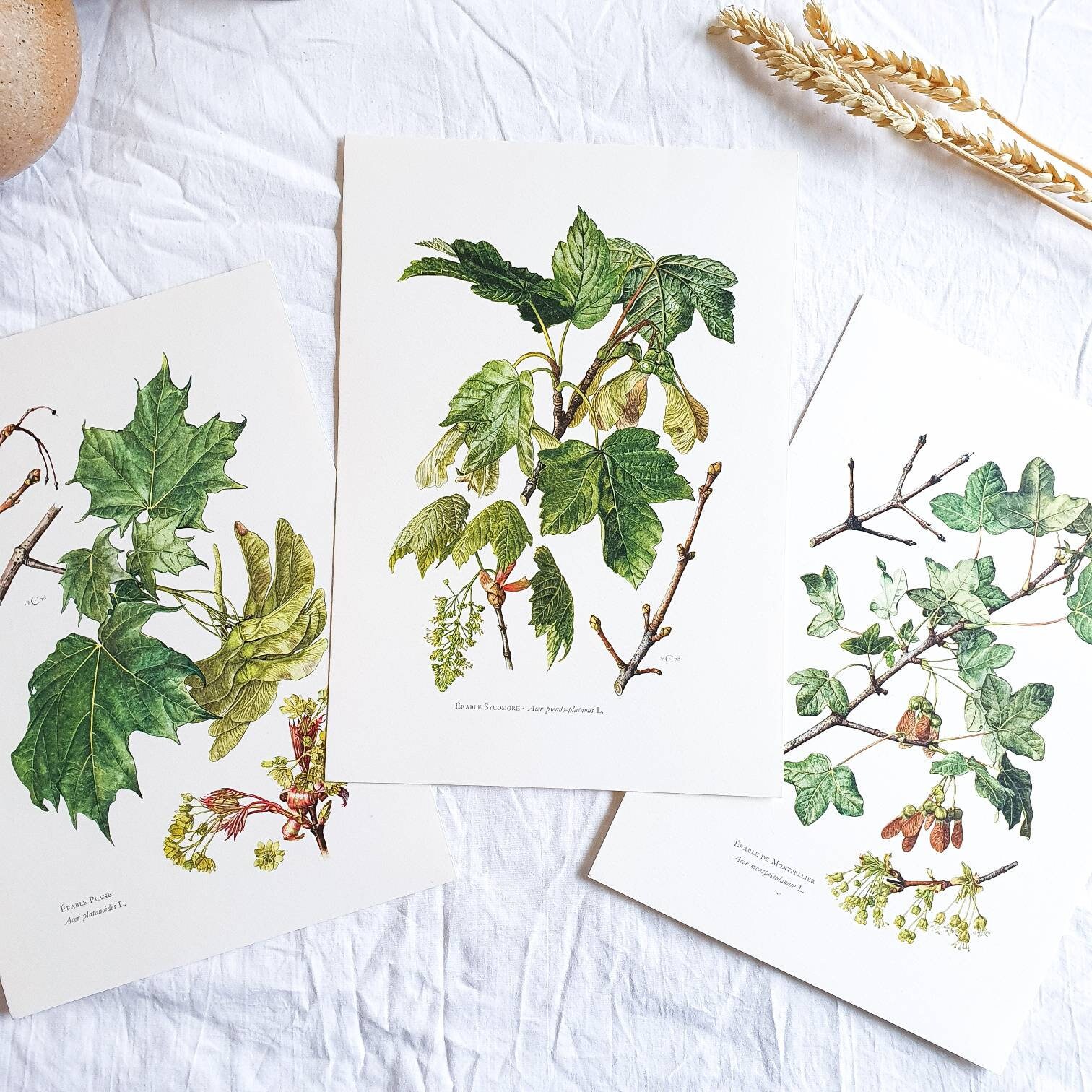1950 Lot de 3 Planches Botaniques Arbres, Affiche Vintage Ancienne, Antique Authentic Print Poster I