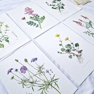 1950 Lot de 6 planches botaniques anciennes, Illustrations botaniques vintage, Lithographies anciennes fleuries, Dessins de fleurs