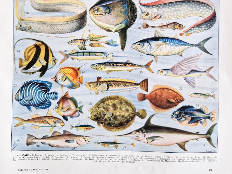 Fish 1925 1930 Fish Poster, Fish Old Poster, Fish Drawings, Seaside Poster, Fish ...