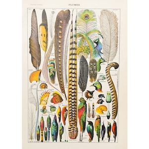 1920 FEATHERS | Old vintage poster | Birds illustration board | Antique original French poster | Living room wall decor | Gift