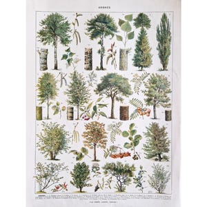 1930 TREES 2 Vecchi poster vintage alberi in legno forestale, illustrazione botanica della natura, piatto antico, poster originale Francia, stampa