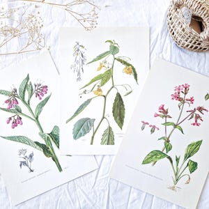 1950 Set of 3 vintage botanical prints, Old floral poster, Original flower print, Pink and Yellow