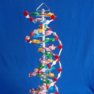 Model of DNA