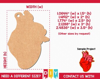 Package of 2.5 Human Brain Acrylic Craft Blank for DIY Projects