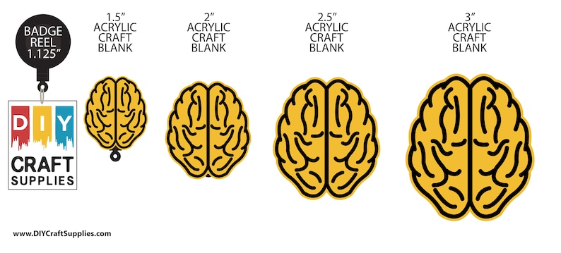 Package of 2.5 Human Brain Acrylic Craft Blank for DIY Projects