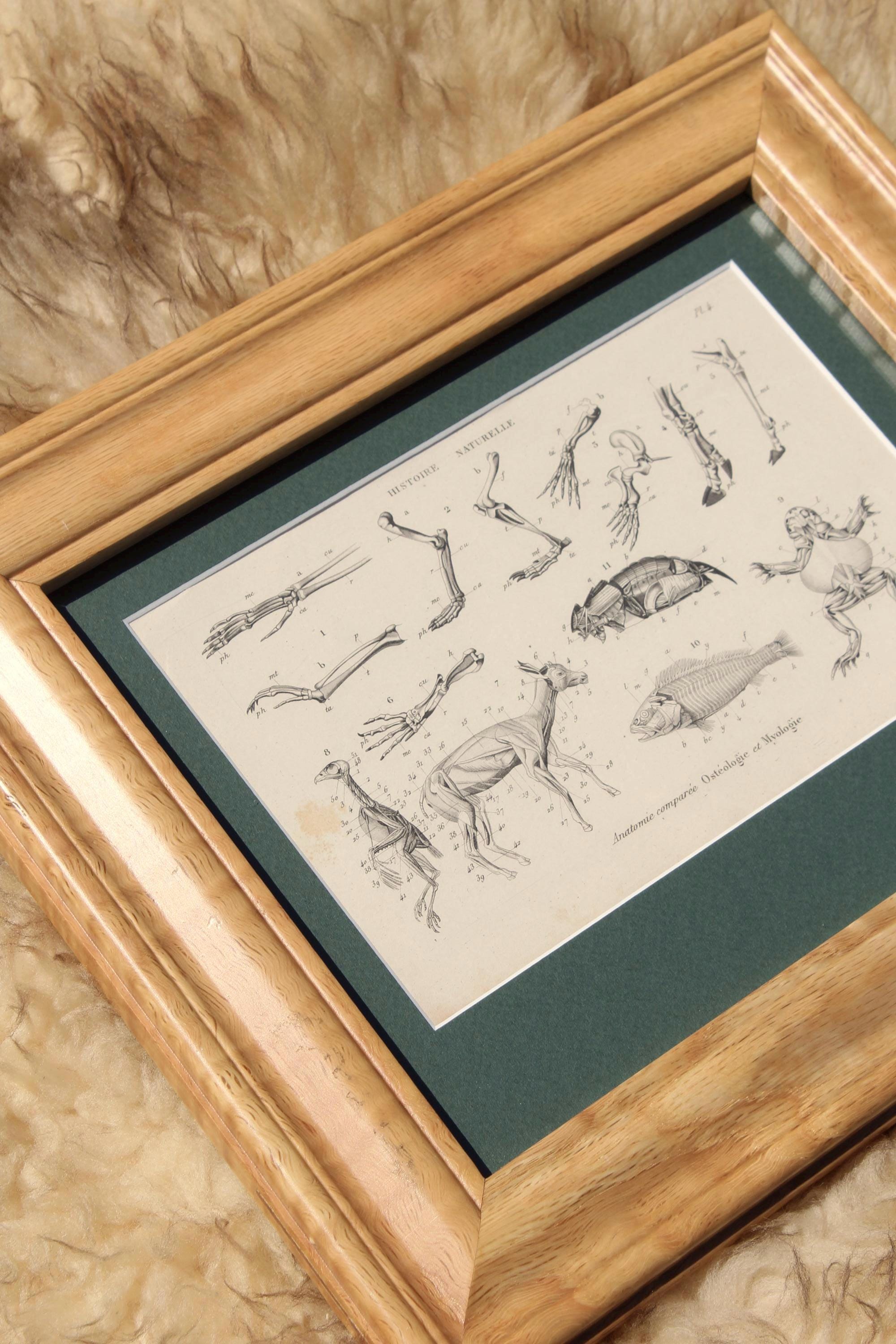 Antique Natural History Plates - Etsy