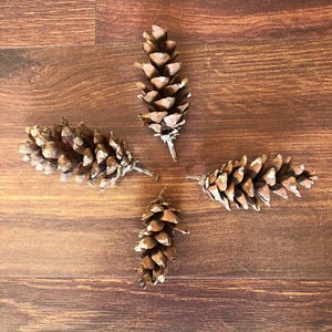 Tiny Rasmussen Pine Cone - Small