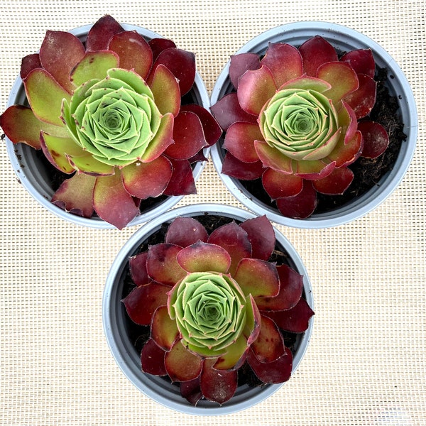 Heuffelii Rosette Plant in 9ct Pot, Jovibarba Heuffelii Plant, Heuffelii Plant, Hardy Succulent Plant, Hens and Chicks Plant with 9cm Pot