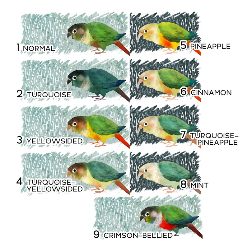 Screaming Green Cheek Conure Mug Etsy