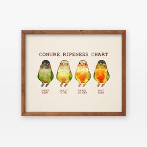 Conure Ripeness Chart Poster - Etsy