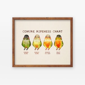 Conure Ripeness Chart Poster