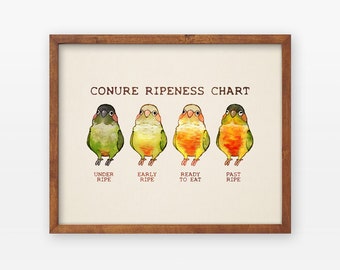 Conure Ripeness Chart Poster
