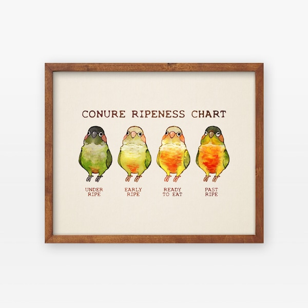 Conure Ripeness Chart Poster
