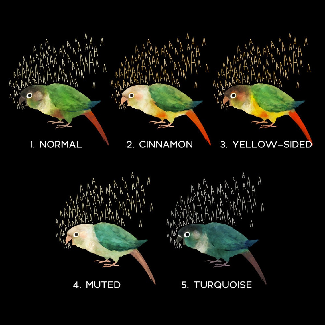 Screaming Green Cheek Conure Tshirt Etsy