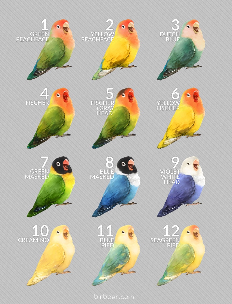 Types Of Lovebirds Chart ubicaciondepersonas.cdmx.gob.mx