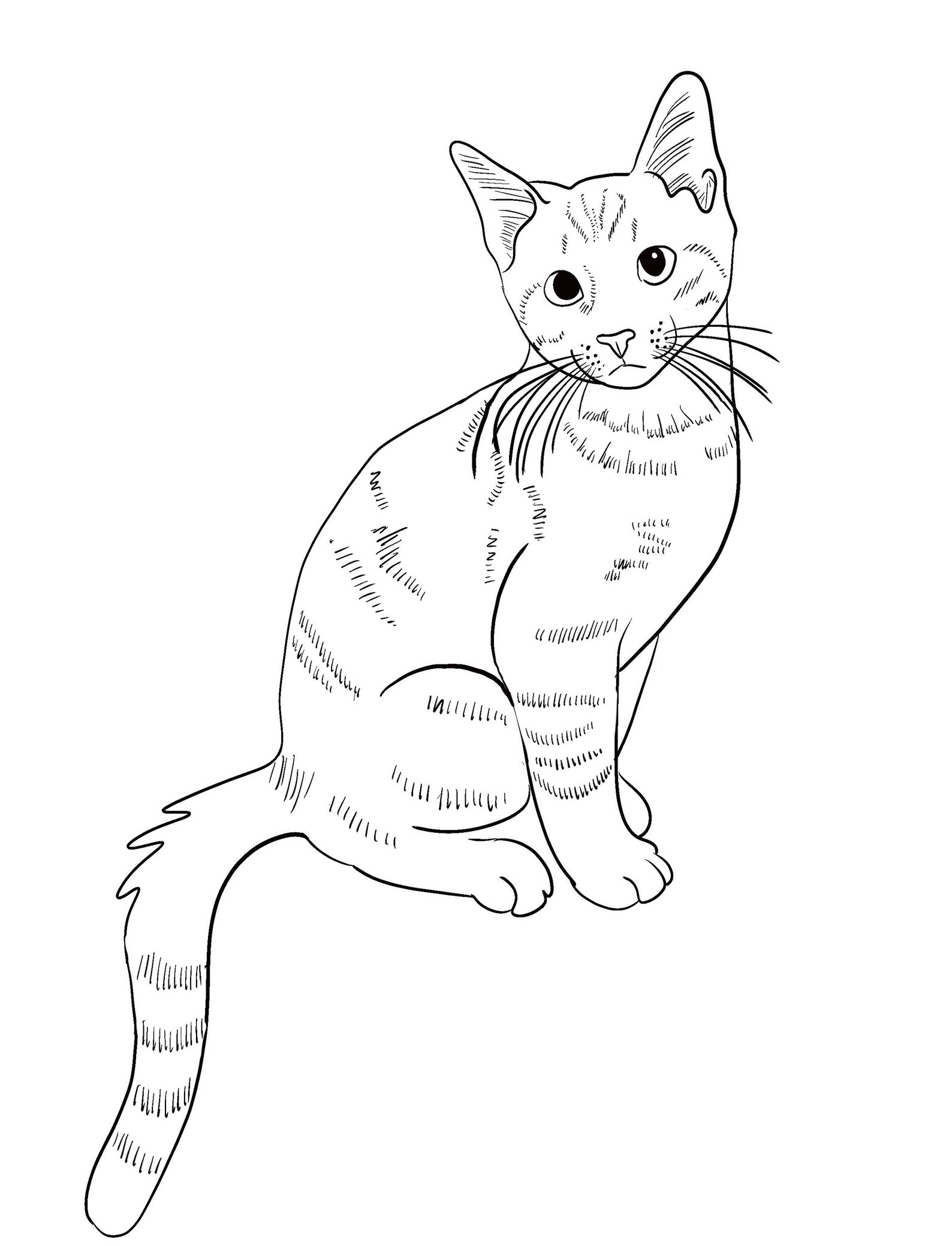 Custom Line Art Pet Portrait, Digital Download - Etsy