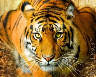 Tiger Spirit - Etsy Australia Tiger Spirit - Etsy Australia