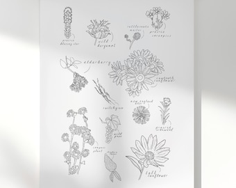 Midwest and Great Lakes Native Plants Print | Summer Season | Minimalist Botanical Line Art 11x17