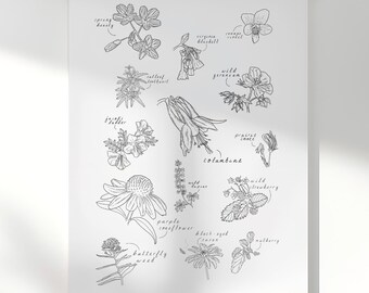 Midwest and Great Lakes Native Plants Print | Spring Season | Minimalist Botanical Line Art 11x17