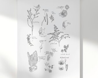 Midwest and Great Lakes Native Plants Print | Winter Season | Minimalist Botanical Line Art 11x17