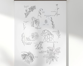 Midwest and Great Lakes Native Plants Print | Autumn Botanical Line Art | Archival Paper 11x17