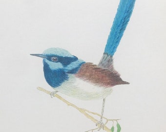 Blue Wren, Australian bird, Australian Wren, bird, Gift Card, watercolour painting gift card, fathers card, kingfisher, birthday card,