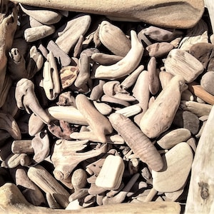 Small California Driftwood Pieces: 100+ 3/4-4&quot; Assorted Beach Finds