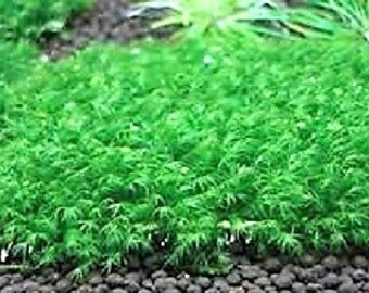 Fissidens Fontanus 3"x3" - Live Aquarium Moss Water Plants Tropical Fish Tank