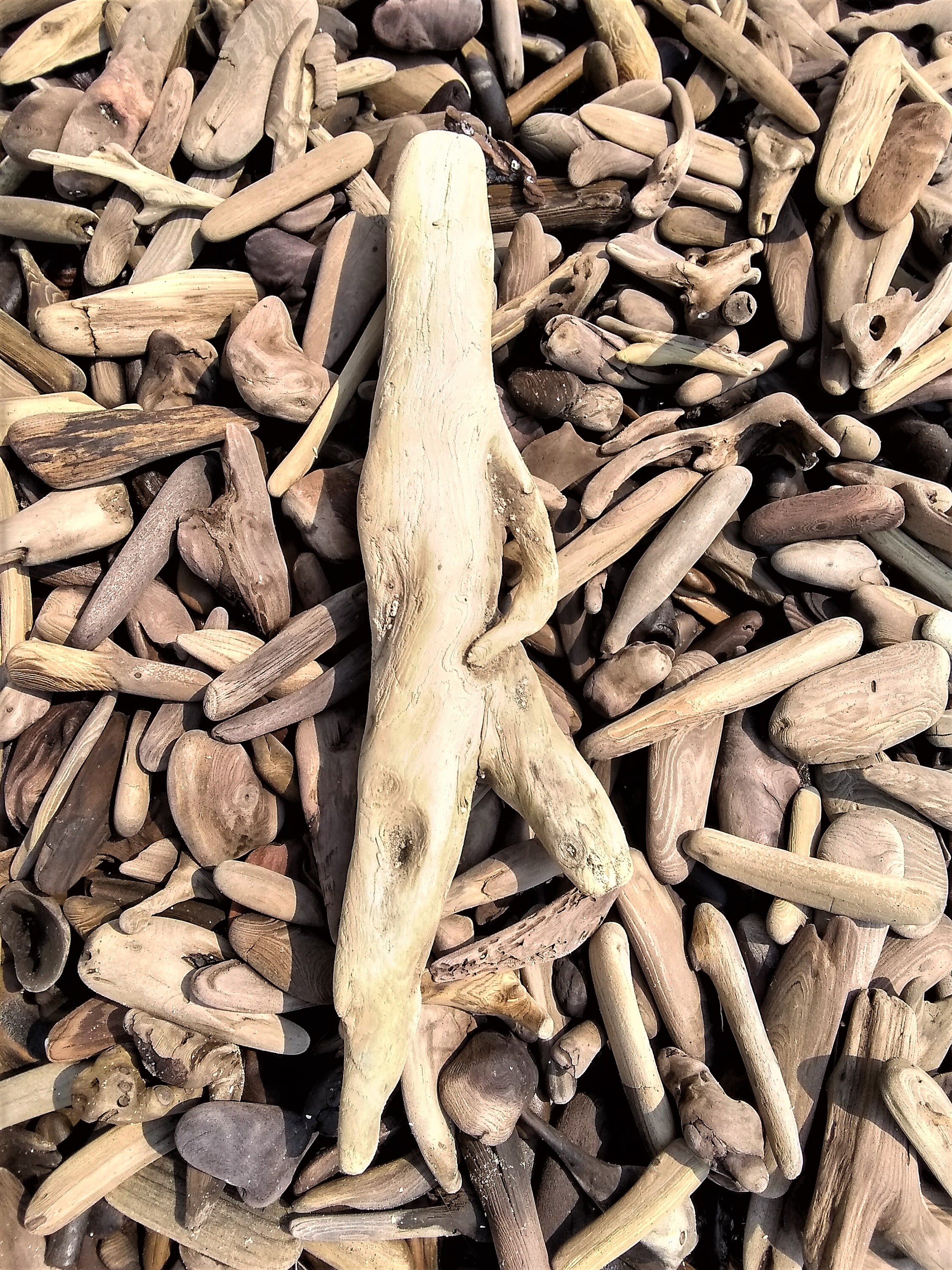 YOU CHOOSE SIZE! 1"-8" Driftwood Pieces! Choose Quantity an…