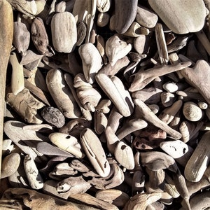 300 Small California Driftwood Pieces: 1-10&quot; Pacific Ocean Beach Finds