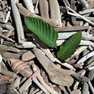 Ocean Driftwood pieces 1&quot; to 12&quot; OVER 250 PIECES! Large assortment of quality pieces of hand-gathered, high quality