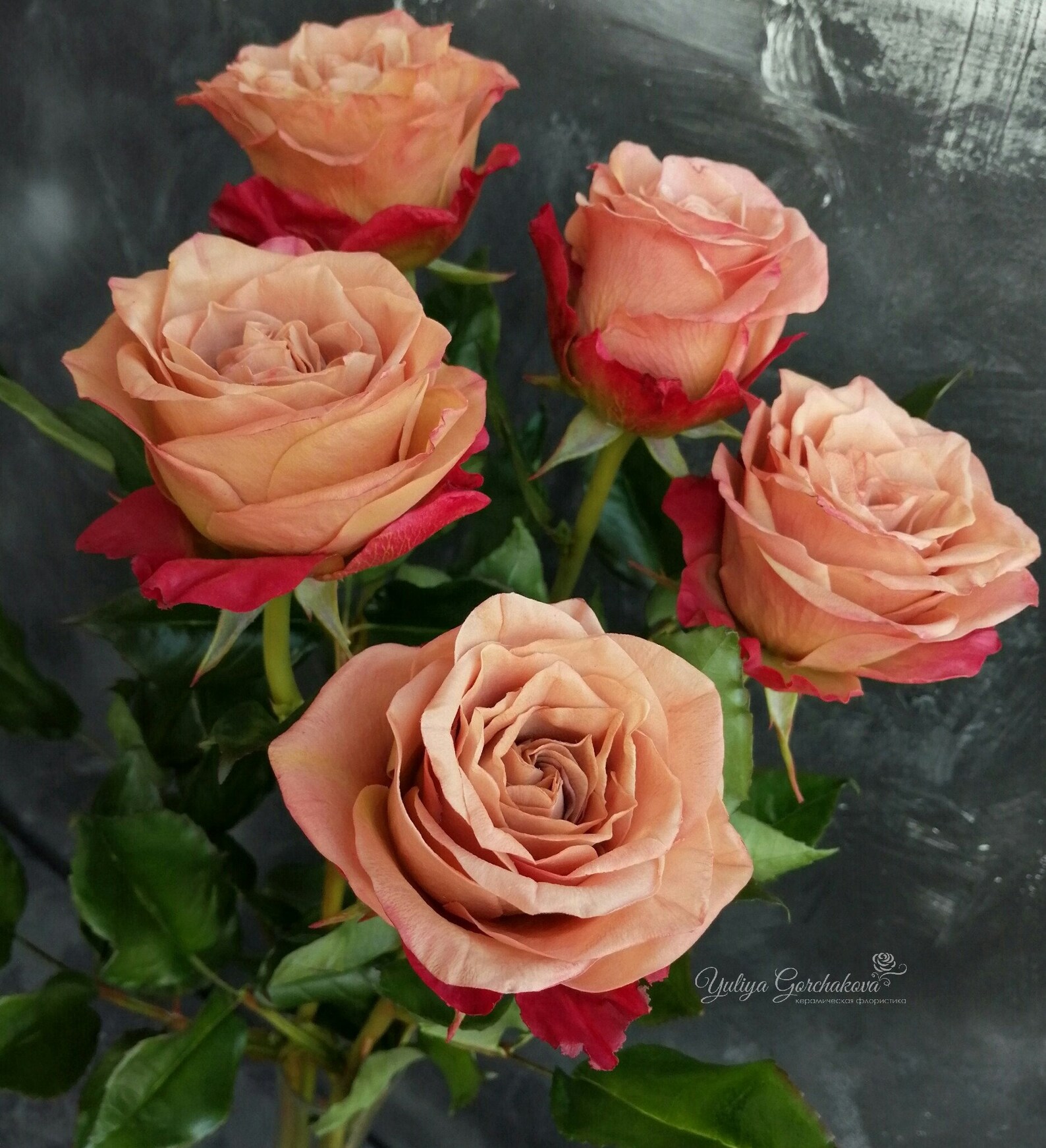 cappuccino rose cappuccino rose