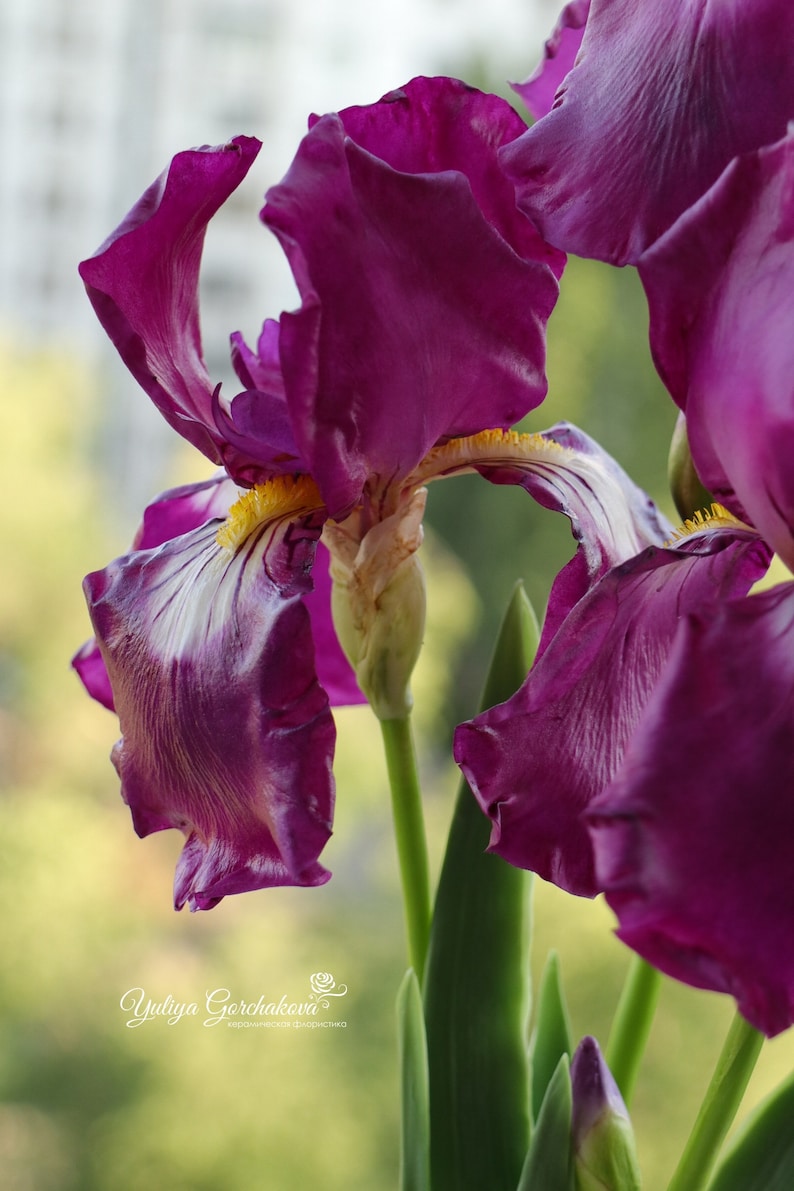 Bouquet of irises Purple flowers bouquet Spring flowers Real Etsy