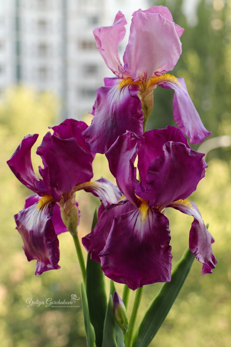 Bouquet of irises Purple flowers bouquet Spring flowers Real Etsy