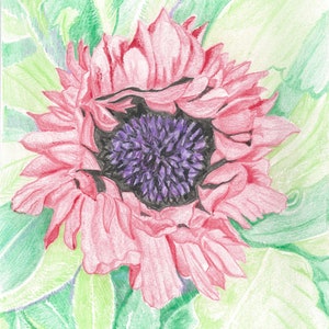 Op de afbeelding: Een close-up van een roze bloem met een paarse kern. De bloem wordt omringd door groene bladeren.
