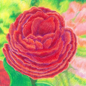 Op de afbeelding: Een enkele rode roos met een groen blad en steel, getekend met kleurpotloden tegen een groene en roze achtergrond.